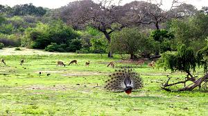 Birds at Yala National Park Sri Lanka