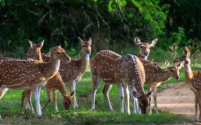 Deer at Yala National Park Sri Lanka