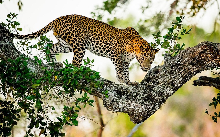 A leopard at Yala atop a tree